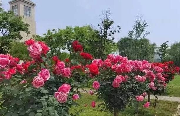 奉正塬公墓清明節(jié)提供哪些文明祭掃方式?