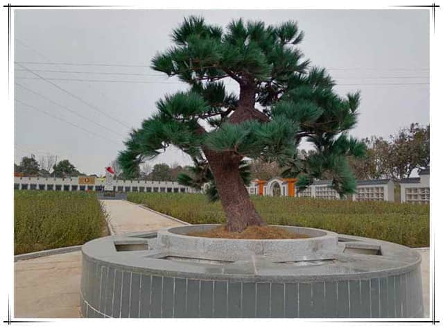 西安漢皇樹葬園合理地安葬逝者,并盡量節約土地資源