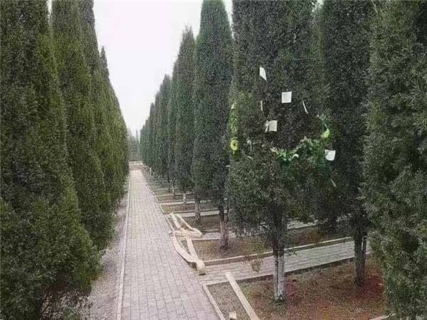 西安閻良漢皇樹葬墓園獲批背景與園區(qū)特色介紹