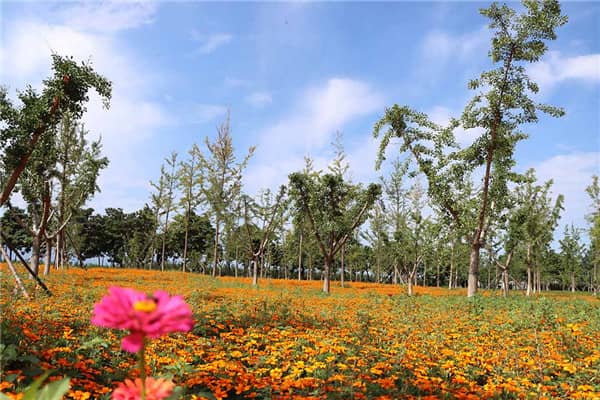 西安壽陽山墓園生態建設理念與多元功能融合-西安綠色殯葬文化與現代元素結合發展解析