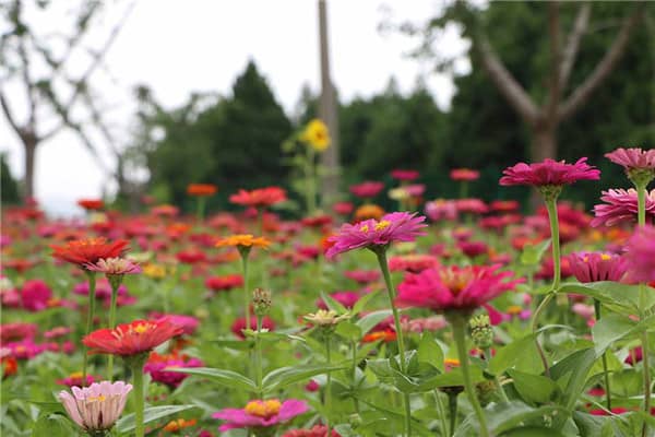西安壽陽山墓園(禮儀服務(wù))