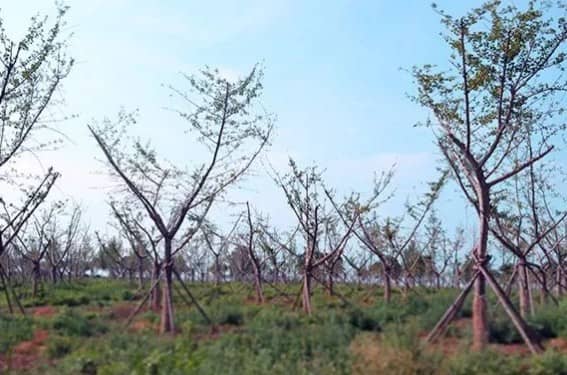 西安市壽陽山墓園美圖欣賞與介紹