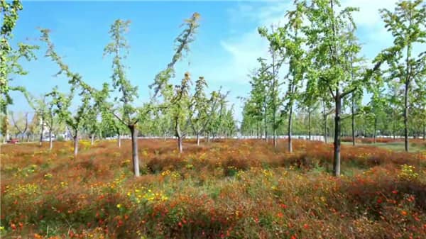 西安市壽陽山公墓天氣,西安壽陽山公墓的天氣情況與注意事項