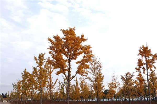 壽陽山墓園西安地址在哪里,限時搶購