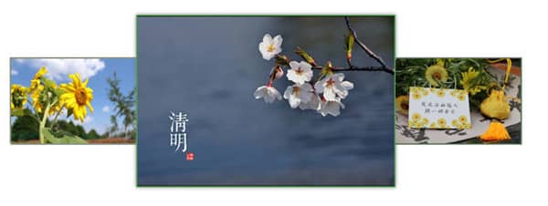 壽陽山墓園在綠化樹種選擇上有何考慮?