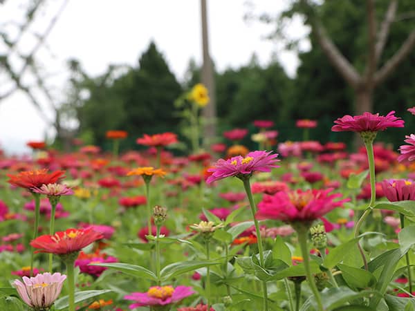 西安壽陽山墓園價位