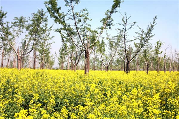 西安壽陽山墓園的長期規范運營_合法性與實踐檢驗的結合