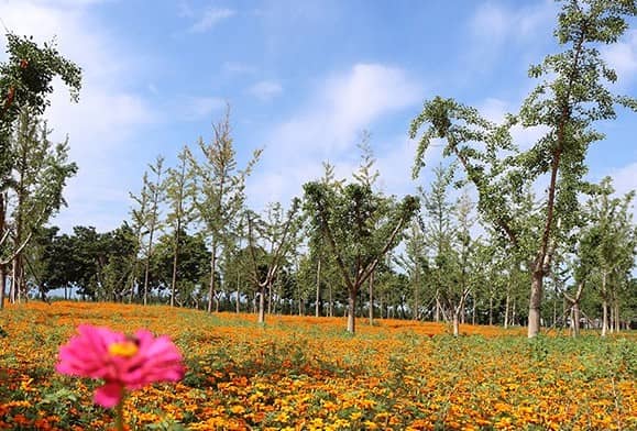 高橋和壽陽山墓地哪個好?