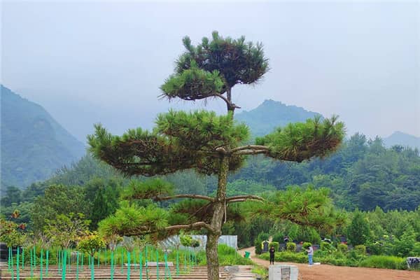 西安九龍山公墓在墓地價格方面有哪些特點?