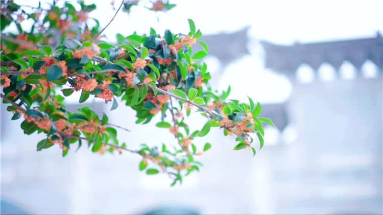 如果我對西安霸陵墓園的服務(wù)或業(yè)務(wù)有任何疑問,應(yīng)該如何聯(lián)系他們?