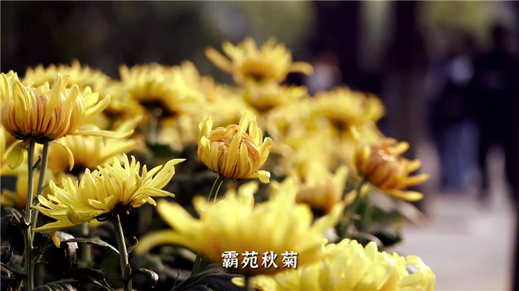西安墓園選址推薦 | 白鹿原公墓的環(huán)境與園區(qū)亮點(diǎn)解析