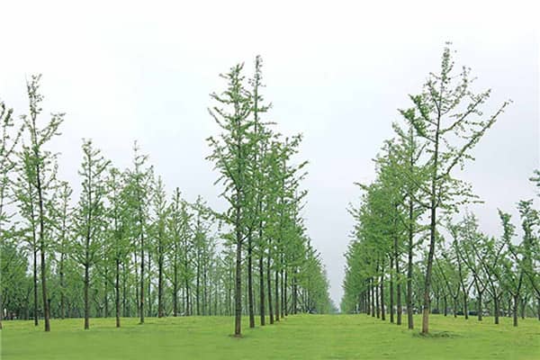 西安公墓維護,永久安息