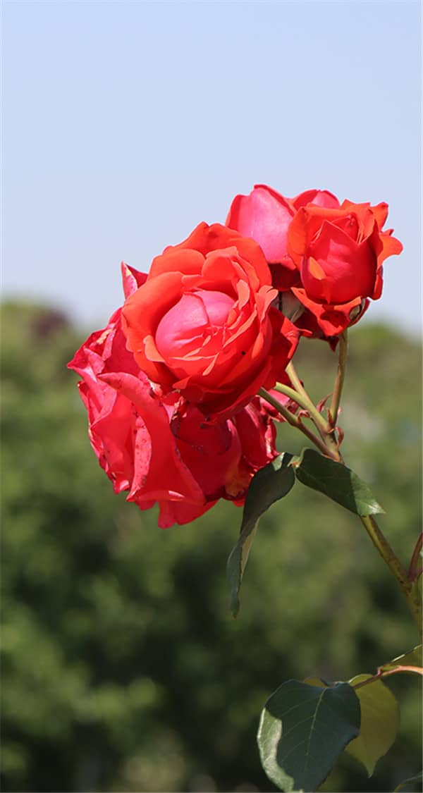 4月4日清明節能理發嗎 清明節習俗