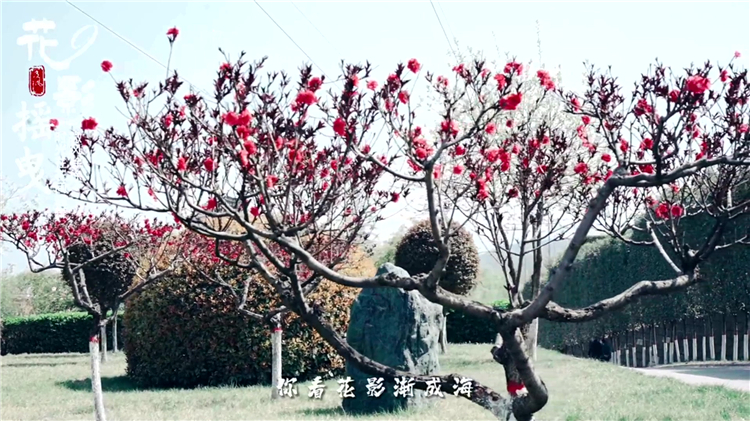 已故老人周年祭奠可以提前嗎?時間安排與注意事項詳解